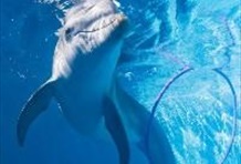 Winter the Dolphin Experience at Clearwater Beach